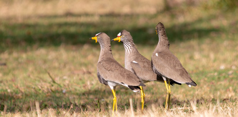 Lapwing Trio
