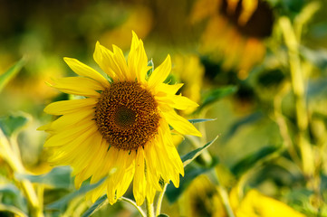 Sunflower or Helianthus  in field