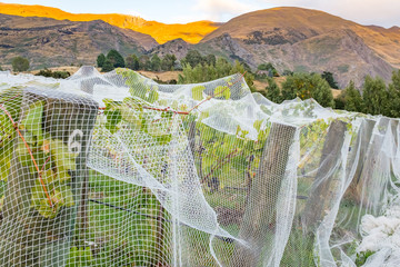 Close up of white netting covering rows of vines at a vineyard in the South Island of New Zealand, beautiful rolling hills in the distance,