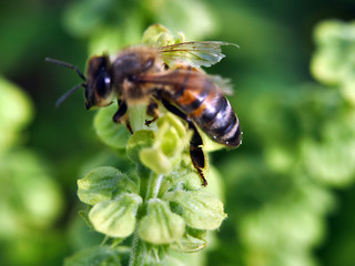 Nahaufnahmen Blüten und Insekten