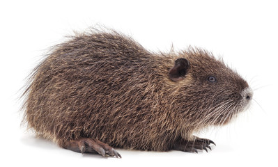 One brown nutria.