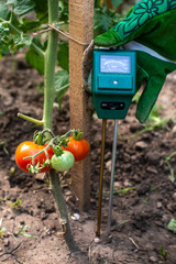 Moisture meter tester in soil. Measure soil for humidity on tomato plants with digital device....