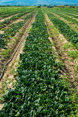 Fototapeta na wymiar Spinach farm. Organic green vegetables on the field.