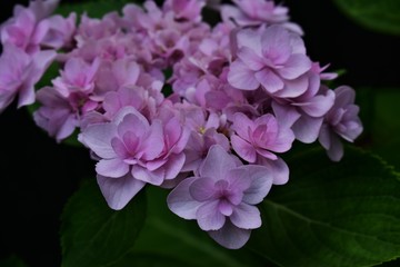 pink flowers on green background