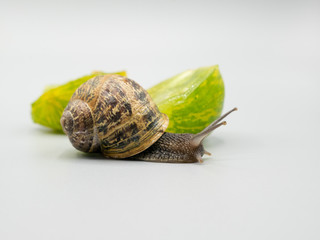 land snail crawling on a green tomato cut in half isolated on white background