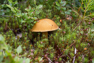 Environmental-friendly wood. The green nature of the forest and growing mushrooms.