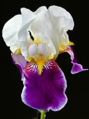 Bearded iris flower isolated on black. Close-up photo
