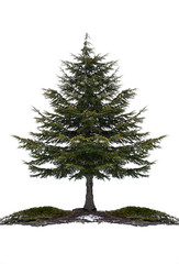 Fir or Pine coniferous tree isolated on white. Natural Christmas tree isolated.