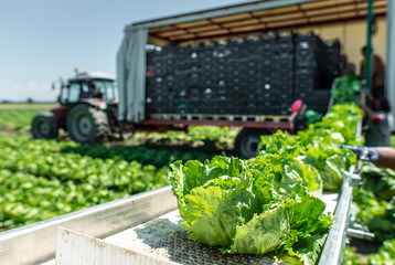 Tractor with production line for harvest lettuce automatically. Lettuce iceberg picking machine on the field in farm. - 283179710