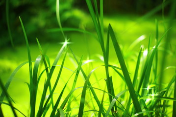 green grass with water drops