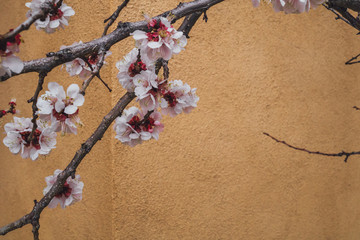 Naklejka premium Close-up of cherry blossom flowers