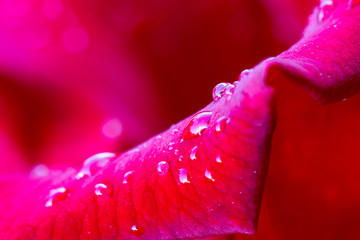 Background of red rose with dew drops . Using of soft macro shoot . Nature concept for design. Greeting card background. Horizontal background.