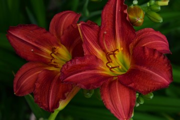 red flower