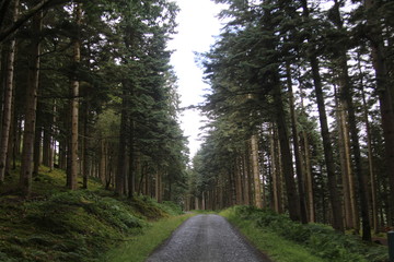road in the forest