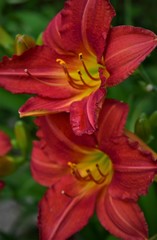 red flower in garden