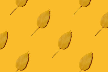 Pattern made of autumn leaves on yellow background. Creative layout.