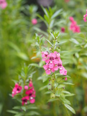 Forget me Not  Angelonia goyazensis Benth, Digitalis solicariifolia name purple flower is a single flower, but sticking out together according to the beginning or the fork