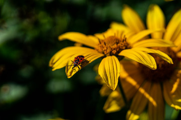 Beetle on flower
