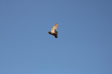 Ave volando