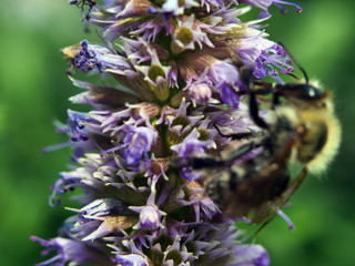 Nahaufnahmen Blüten und Insekten