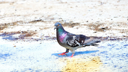 Pigeons close-up drink water from a puddle