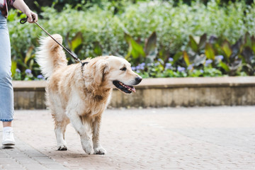 cropped view of girl in casual clothes waking in park with golden retriever