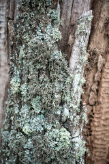 Old wooden texture background. Centenary brown wood texture