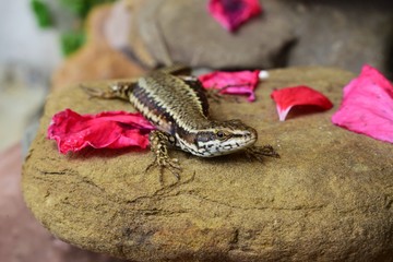 lizard on stone