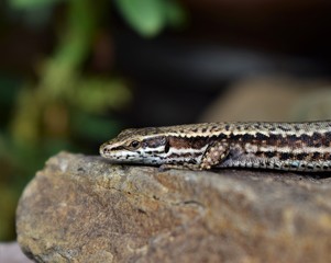 lizard