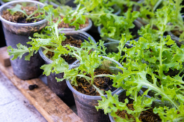 Thai Organic green lettuce vegetable plant in Garden farm for agriculture concept.