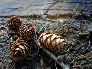 larch cones 02