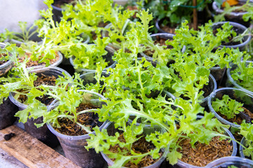 Thai Organic green lettuce vegetable plant in Garden farm for agriculture concept.
