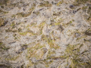 Close up of  seaweed at the beach