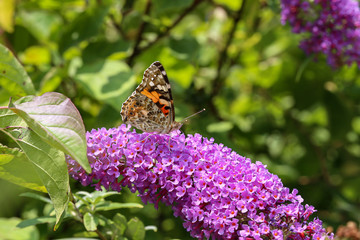 Beautiful butterfly drinks nectar from a flower