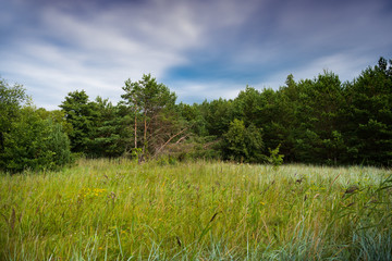 Baltic sea coastline in Latvia. Sand dunes with pine trees