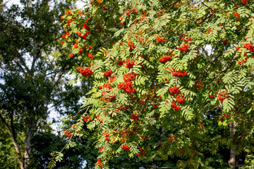 Hanging red bunch of ripe mountain ash. Orange Rowan hanging from the Bush.