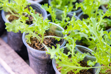 Thai Organic green lettuce vegetable plant in Garden farm for agriculture concept.
