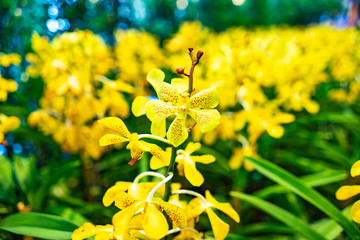 Yellow Orchid flowers, beautiful flowers in Tropical