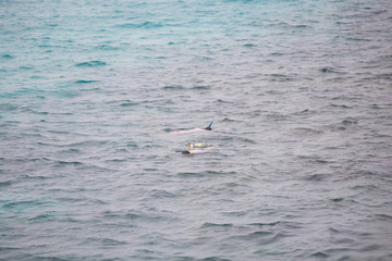 Fototapeta na wymiar Tourist snorkeling in Red Sea paradise