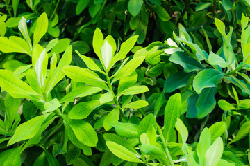Balchik Botanical Garden near the Sea. Many different explosive plants.Different cactus. Bulgaria.