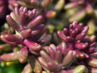 Nahaufnahmen Blüten und Insekten