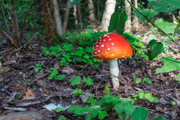 Fly-agaric in a forest, closeup photo