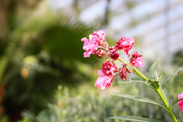 Balchik Botanical Garden near the Sea. Many different explosive plants. Bulgaria.