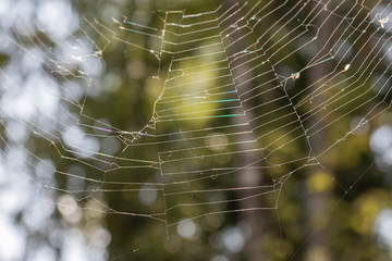 Spider web in the light