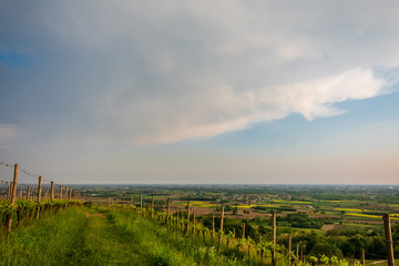 Fototapeta na wymiar Evening storm in the vineyards