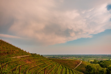 Fototapeta premium Evening storm in the vineyards