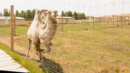 Camel, two-humped camel, king of the desert, big animals, farm, hacienda, milk, travel, vacation,...
