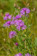 Purple wild thistle flower (thistle) in the field