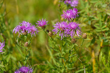 Purple wild thistle flower (thistle) in the field