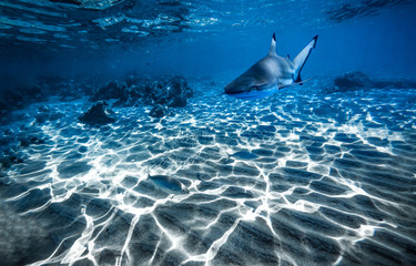 Underwater ocean and free space for your decoration. 